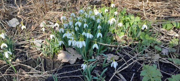 Аномальна температура і кількість опадів: якою буде погода у квітні. Фото: Стіна