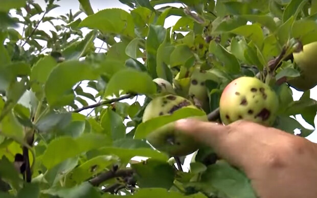 Яблуко. Фото: скріншот YouTube-відео.