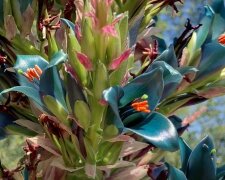 Квіти Сапфірової вежі. Фото: скріншот YouTube
