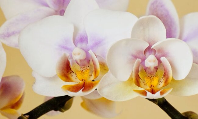 Орхидея. Фото: YouTube