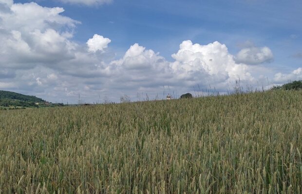 Пшеничне поле. Фото: Стіна