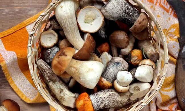 Лісні гриби. Фото: YouTube