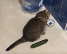 Иногда вегетарианцы попадаются даже среди котов. Фото: скриншот YouTube