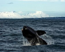 Как поет кит: ученые сделали уникальное видео, такое произошло впервые в истории