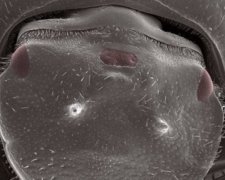 Биологи «оснастили» жука полностью функциональным третьим глазом