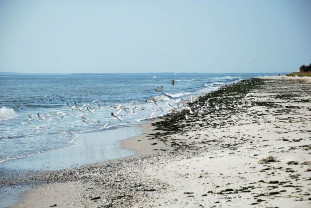 В сети сравнили, как выглядят пляжи Ялты и пляжи Кирилловки. Фото