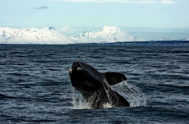 Как поет кит: ученые сделали уникальное видео, такое произошло впервые в истории