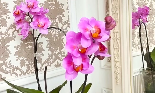 Орхидея. Фото: YouTube