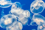 Самая ядовитая медуза теперь не страшна — найдено противоядие
