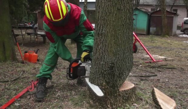 Украинцам рассказали, где запастись дровами - от 819 грн за куб и даже бесплатно