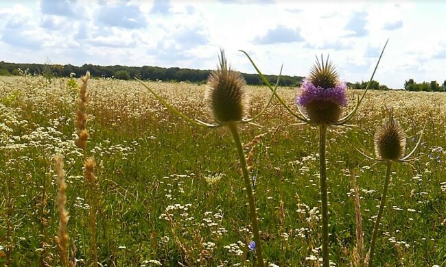 Прогноз погоды. Фото: Ukrainianwall