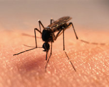 Атака комаров: как уберечься от назойливых кровопийц