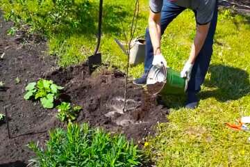 Посадка дерева, сад. Фото: YouTube