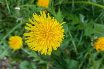 Левам — шанс, Терезам — доленосний вибір, Дівам — порядок і гроші: детальний гороскоп на початок травня, який задає тон усьому місяцю