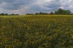 Подсолнухи. Фото: скриншот YouTube-видео