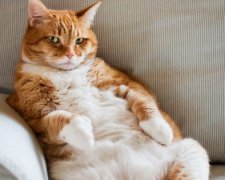 Диета для котов, как сохранить здоровье домашнего любимца