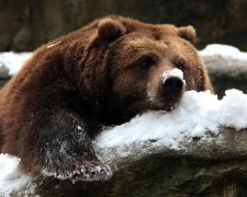 Посетители национального парка засняли смешное падение медведя. Он сам того не ожидал