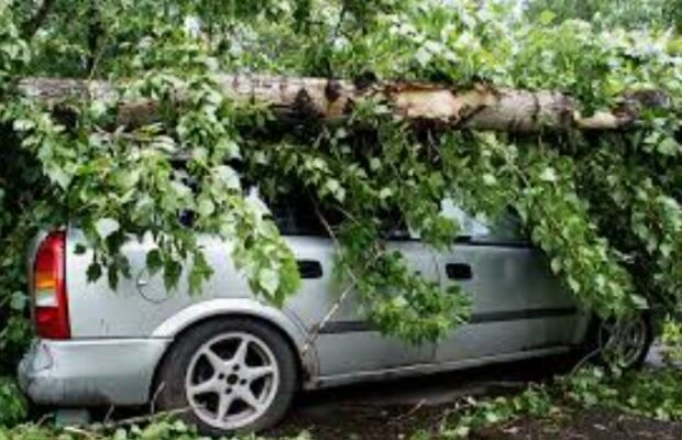 Владельцы автомобилей не спят ночами: в Киеве деревья валятся без причины