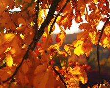 Осень. Фото: скриншот YouTube-видео