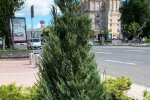 Можжевельник. Фото: скриншот Киевзеленстрой.