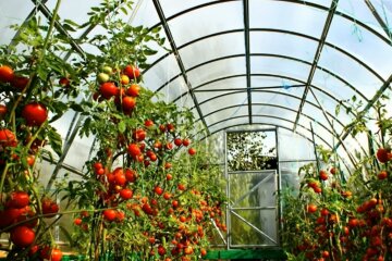 В Украине ввели новые правила для владельцев теплиц – что изменилось. Фото: YouTube