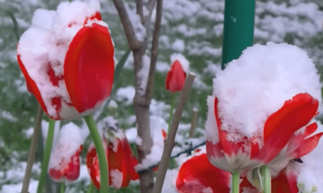В Украине внезапно выпал снег в середине мая. Фото: YouTube