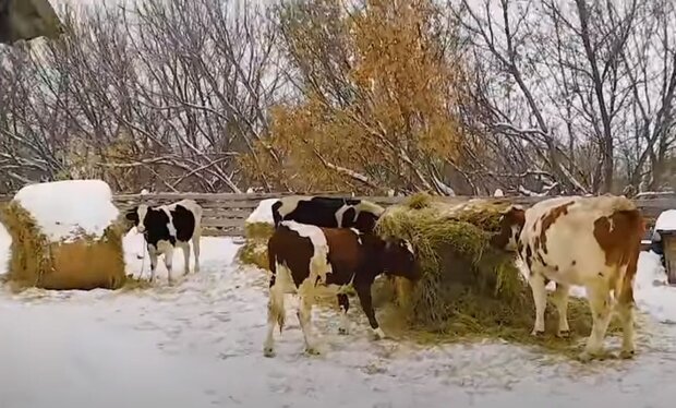 Корови. Фото: скріншот YouTube-відео