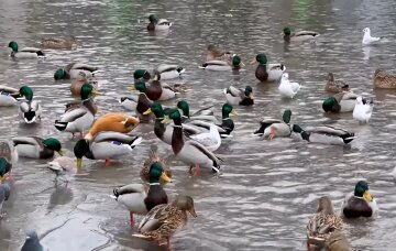 Парк Глобы, Днепр. Фото: скриншот Youtube. Информатор.