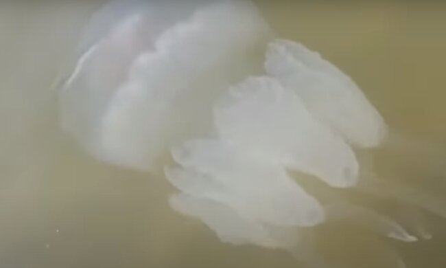 Нашествие медуз на Азовском море. Фото: скриншот видео