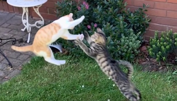 Битва "котят-воителей": курьезное видео  вызвало восторг в Сети. Фото: скриншот YouTube