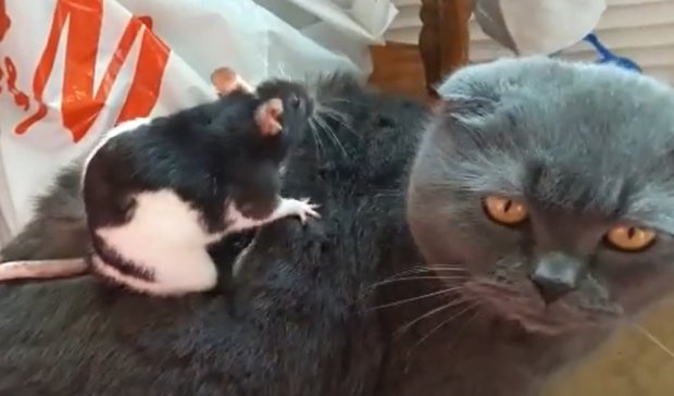 Дружба кошки и крысы. Фото: скриншот YouTube