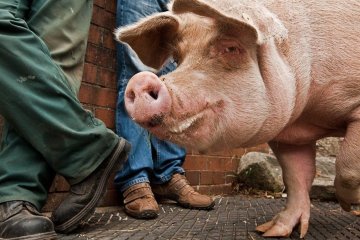 Курьез дня: свинья сбежала от хозяев, выпрыгнув из авто прямо на ходу (видео)