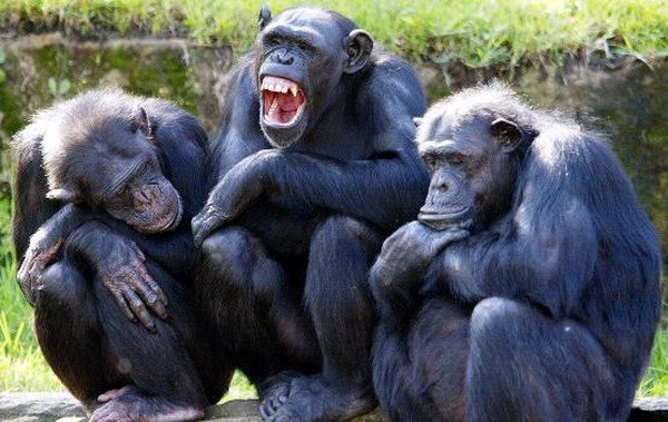Шимпанзе разочаровал ученых — подсел на Instagram