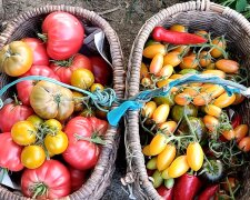 Щедрый урожай помидор, фото: youtube.com