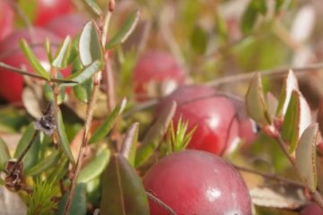 В Чернобыльской зоне обнаружена редкая ягода. Фото: YouTube