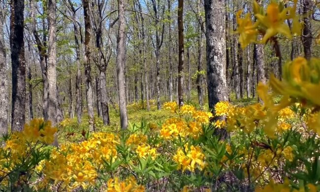 Сонячна погода. Фото: скріншот YouTube-відео