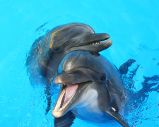 Ученые совершили масштабное разоблачение сущности дельфинов