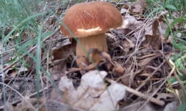 Сбор грибов. Фото: YouTube, скрин