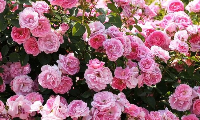 Квіти. Фото: скріншот Youtube-відео.