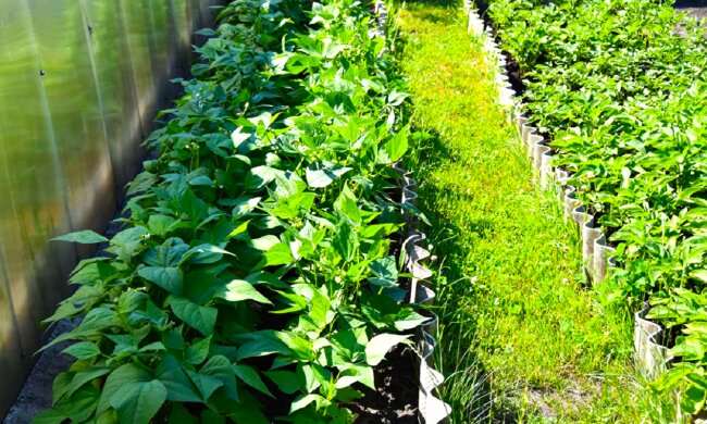 Огород. Фото: YouTube