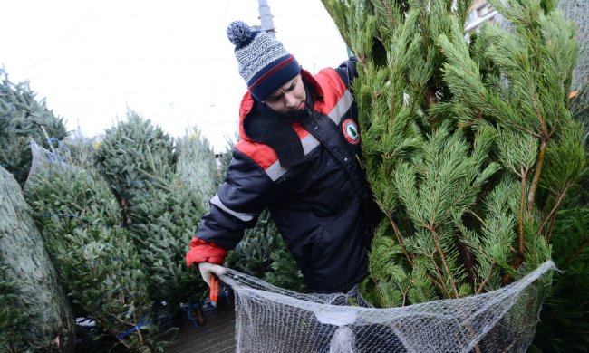 Цены на новогодние деревья зависят от региона