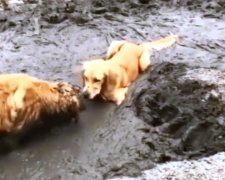 Собачки купаются в грязи. Фото: скрин youtube