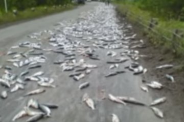 В Австралии выпал «рыбный дождь». Фото: скриншот видео