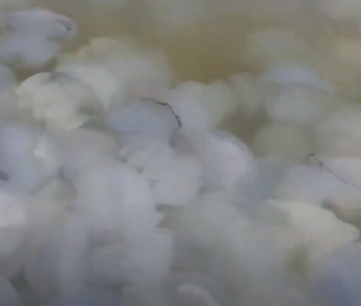 Медузы: Скриншот YouTube