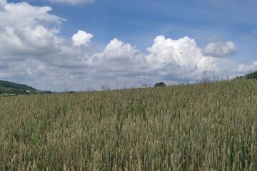 Пшеничне поле. Фото: Стіна