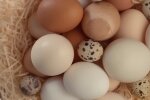 Курячі яйця. Фото: YouTube