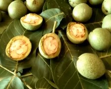 Зеленые грецкие орехи. Фото: YouTube