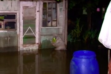 Все ушло под воду: стихия в Одесской области нанесла большой ущерб, видео