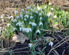 Аномальна температура і кількість опадів: якою буде погода у квітні. Фото: Стіна