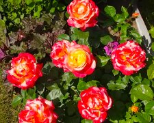 Розы. Фото: YouTube